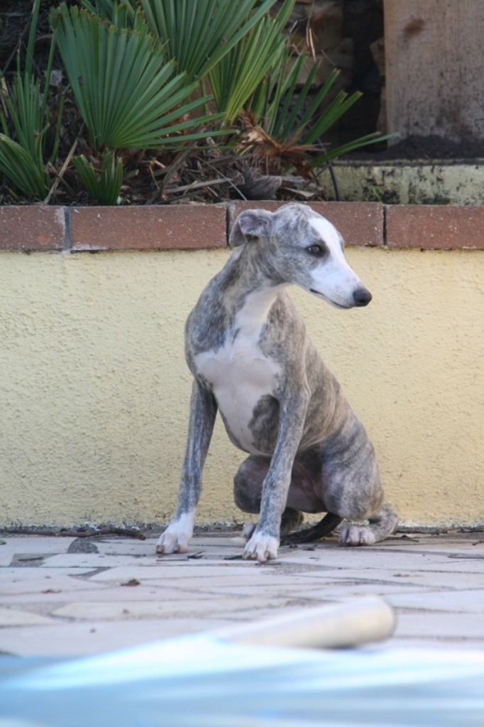 Du Domaine Rose Chardon - Chiot disponible  - Whippet