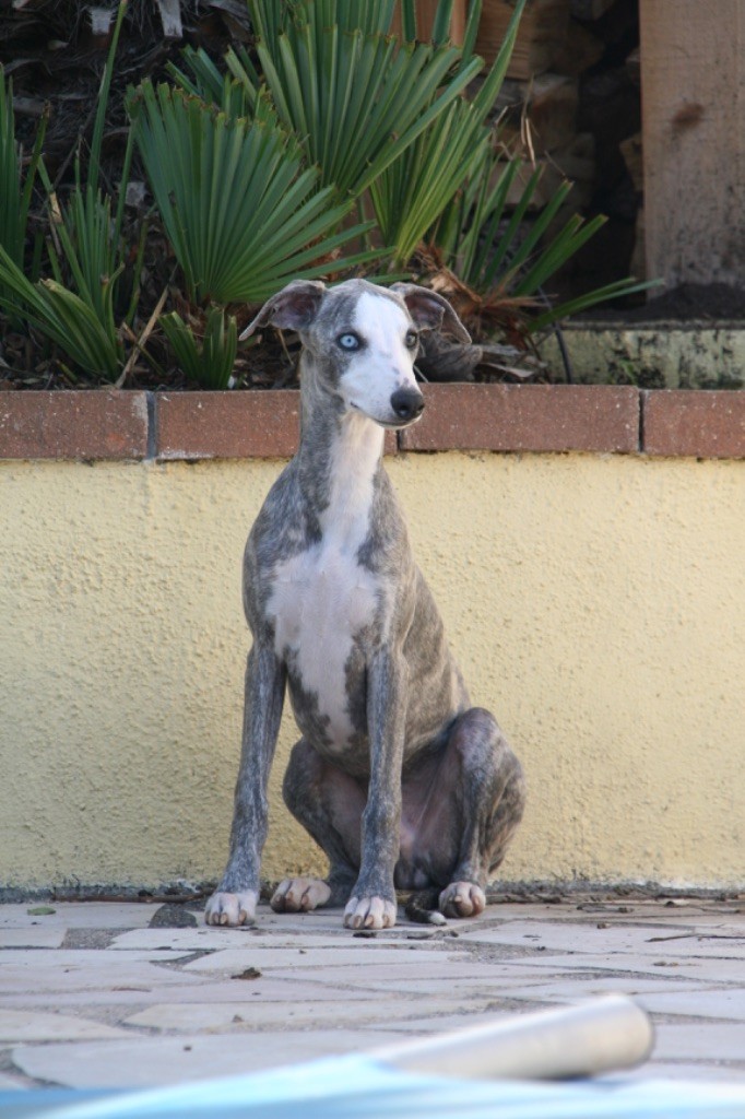 Du Domaine Rose Chardon - Chiot disponible  - Whippet