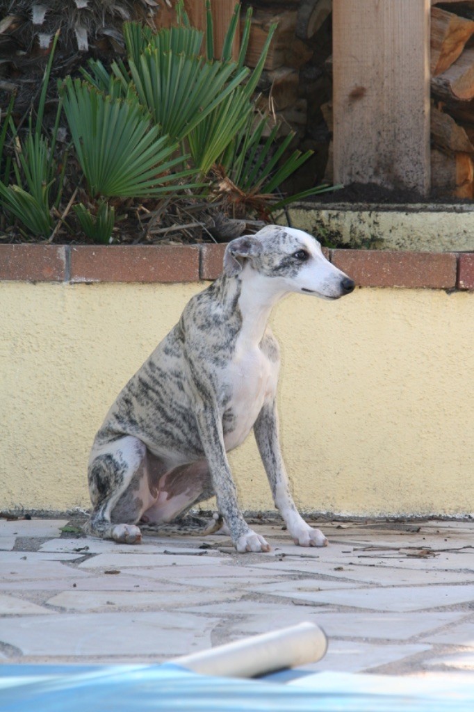 Du Domaine Rose Chardon - Chiot disponible  - Whippet