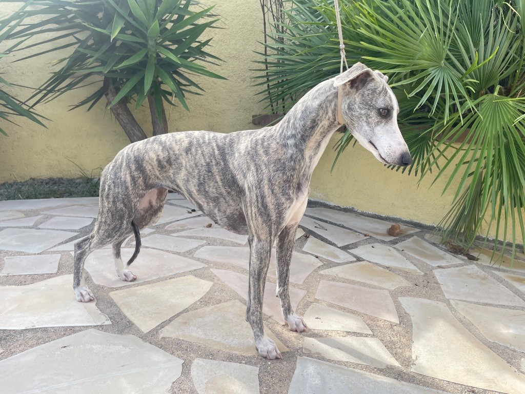 Vague d'amour Du Domaine Rose Chardon