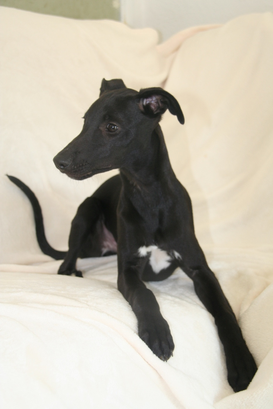 Atomic Spirit Du Domaine Rose Chardon