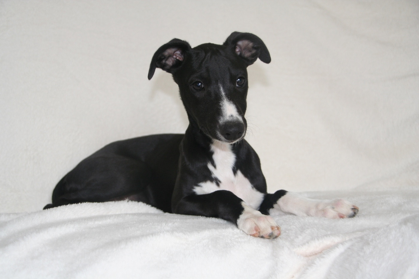 ATOMIC BOMB du Domaine Rose Chardon