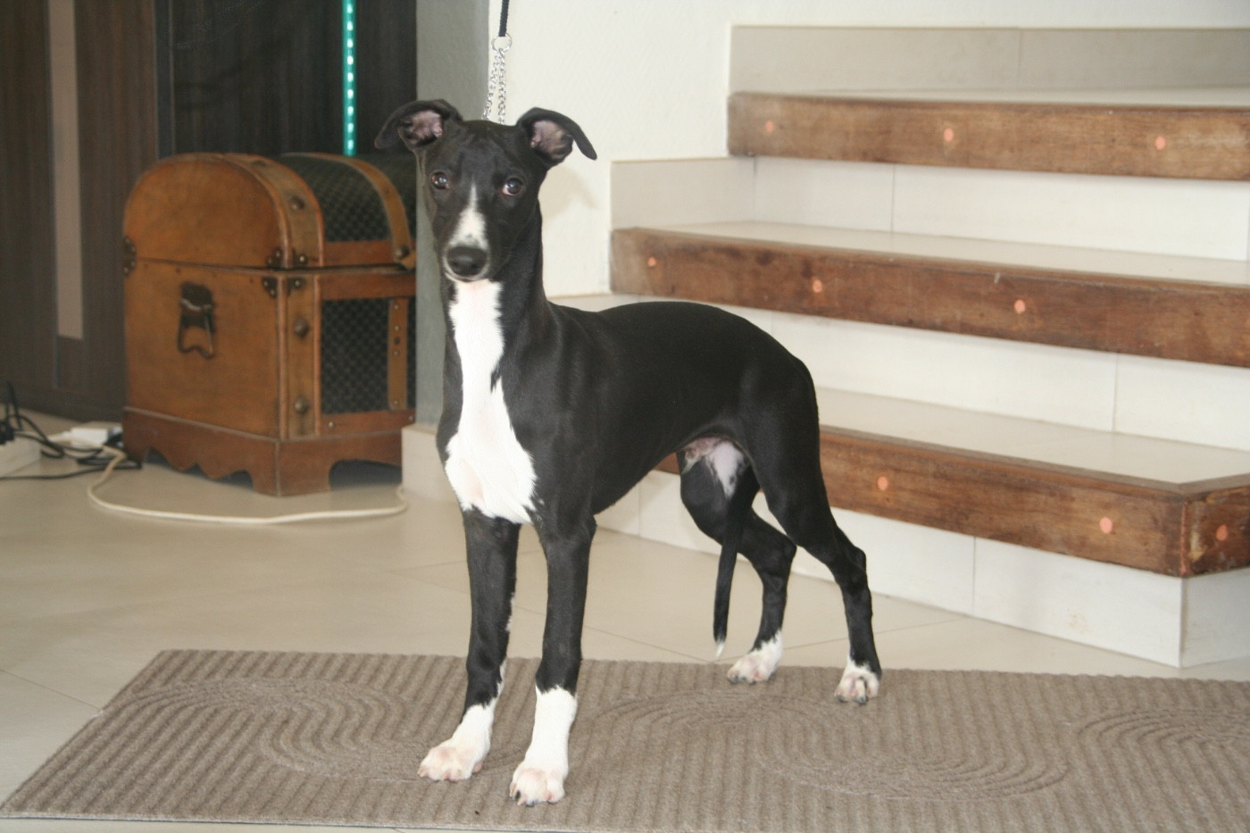 ATOMIC BOMB du Domaine Rose Chardon