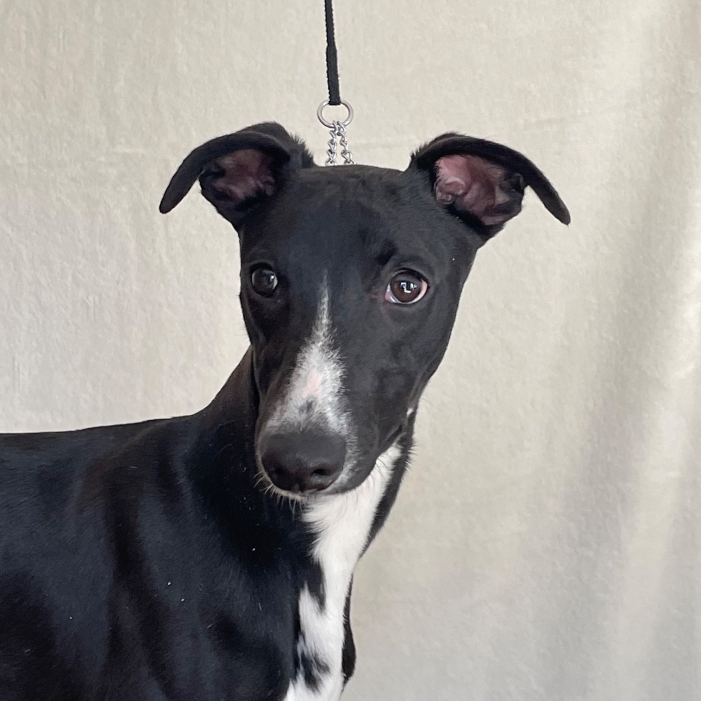 ATOMIC BOMB du Domaine Rose Chardon