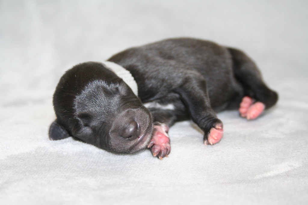 Du Domaine Rose Chardon - Chiots disponibles - Whippet