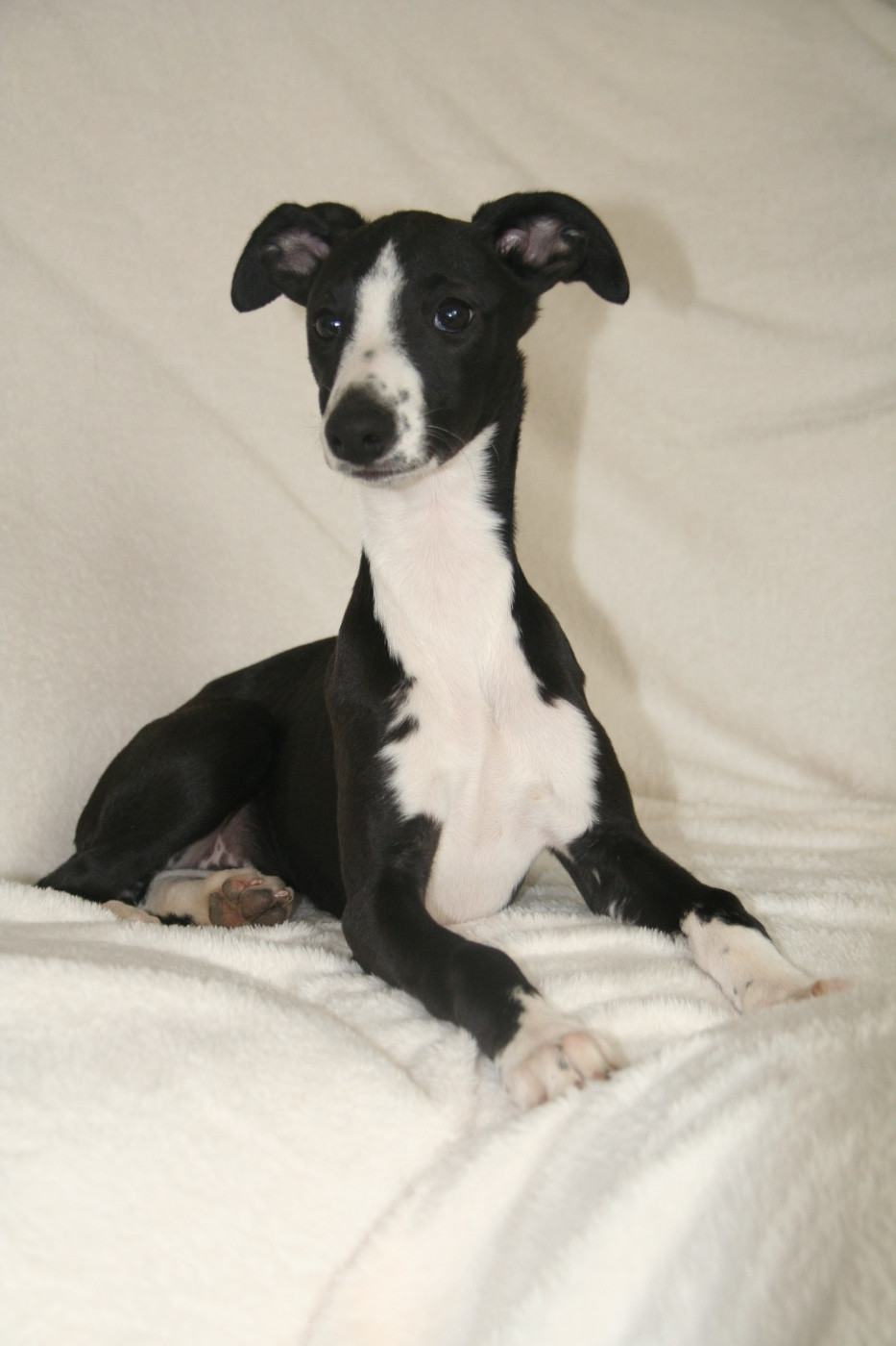 Du Domaine Rose Chardon - Chiots disponibles - Whippet