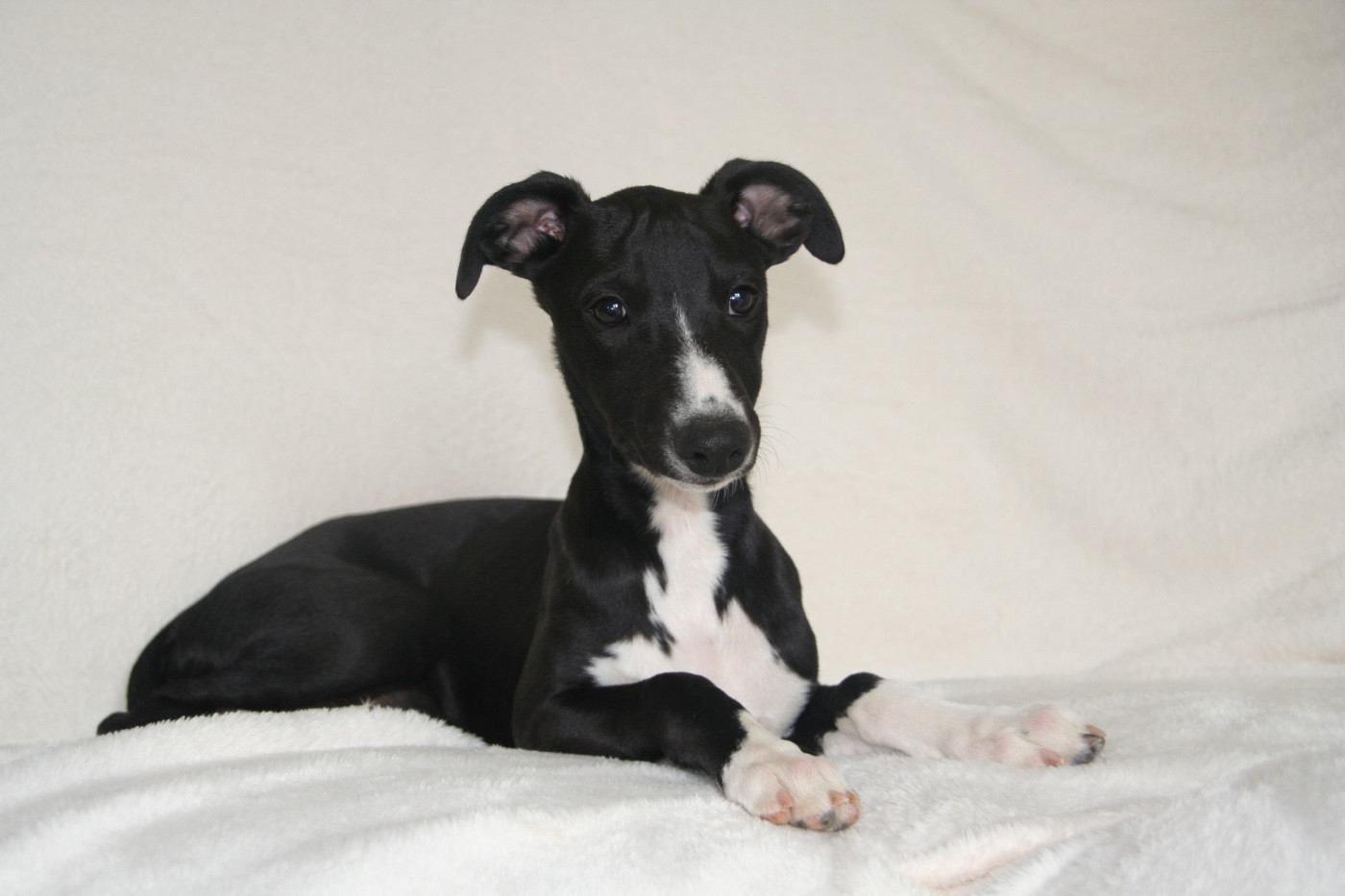Du Domaine Rose Chardon - Chiots disponibles - Whippet