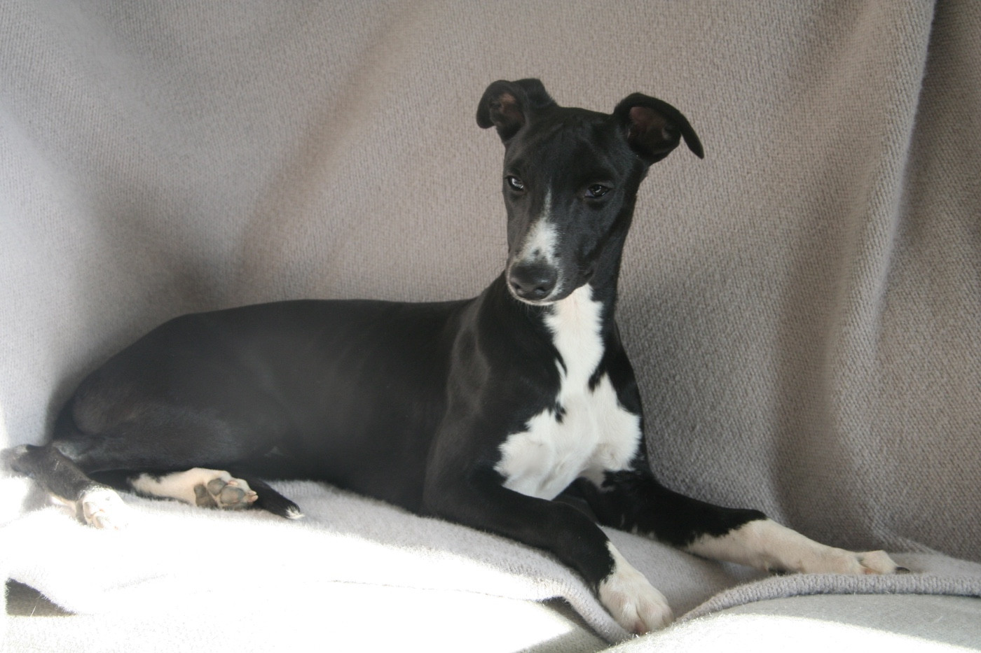 Du Domaine Rose Chardon - Chiots disponibles - Whippet