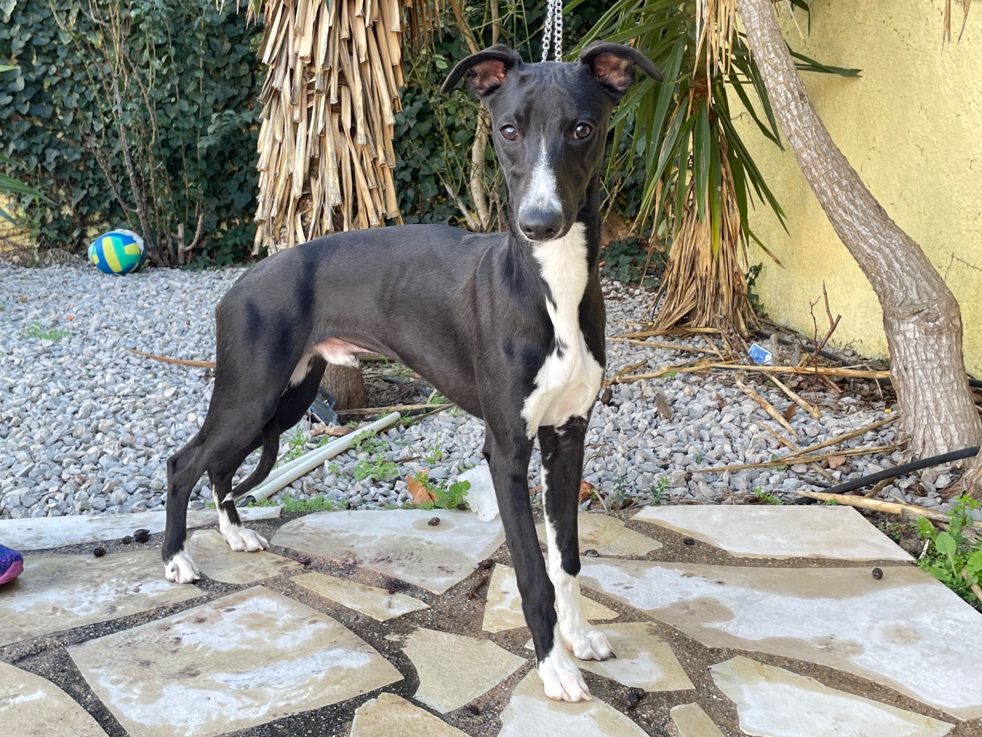 Du Domaine Rose Chardon - Chiots disponibles - Whippet