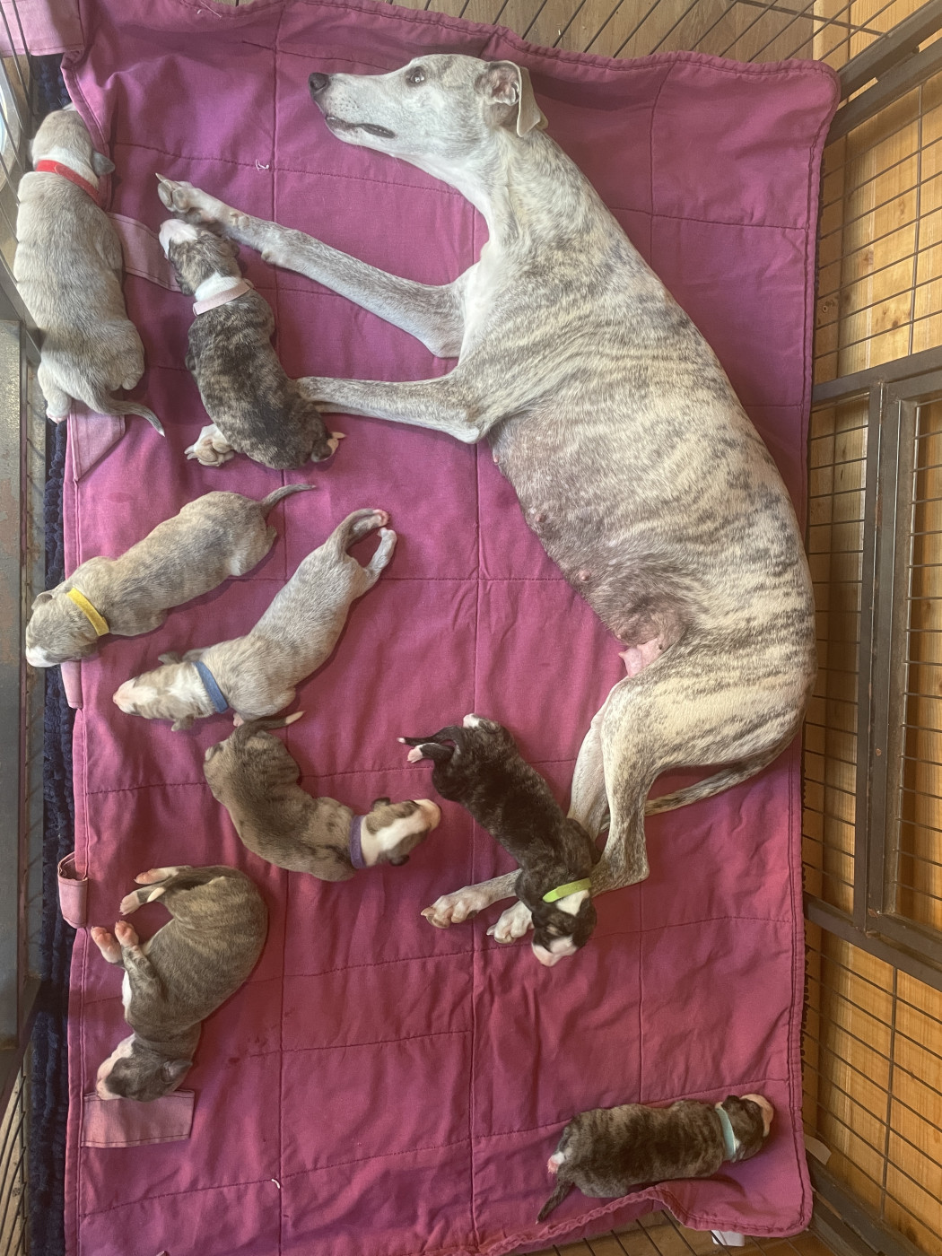 Chiot Whippet Du Domaine Rose Chardon