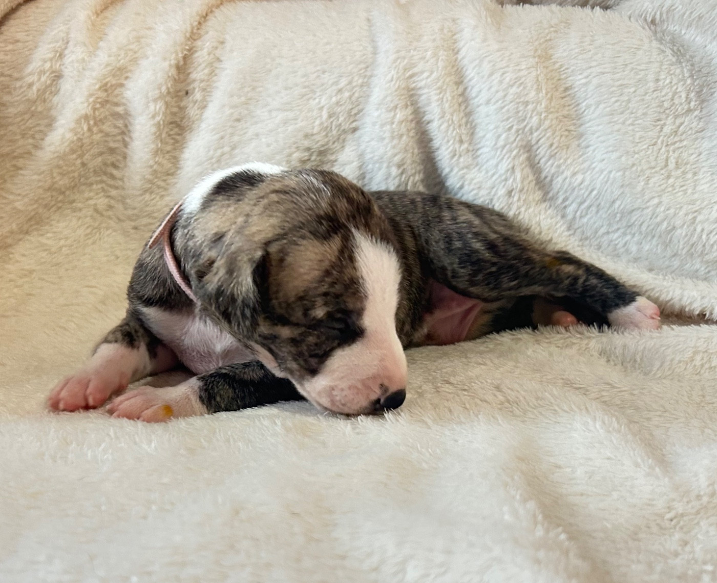 Du Domaine Rose Chardon - Chiots disponibles - Whippet
