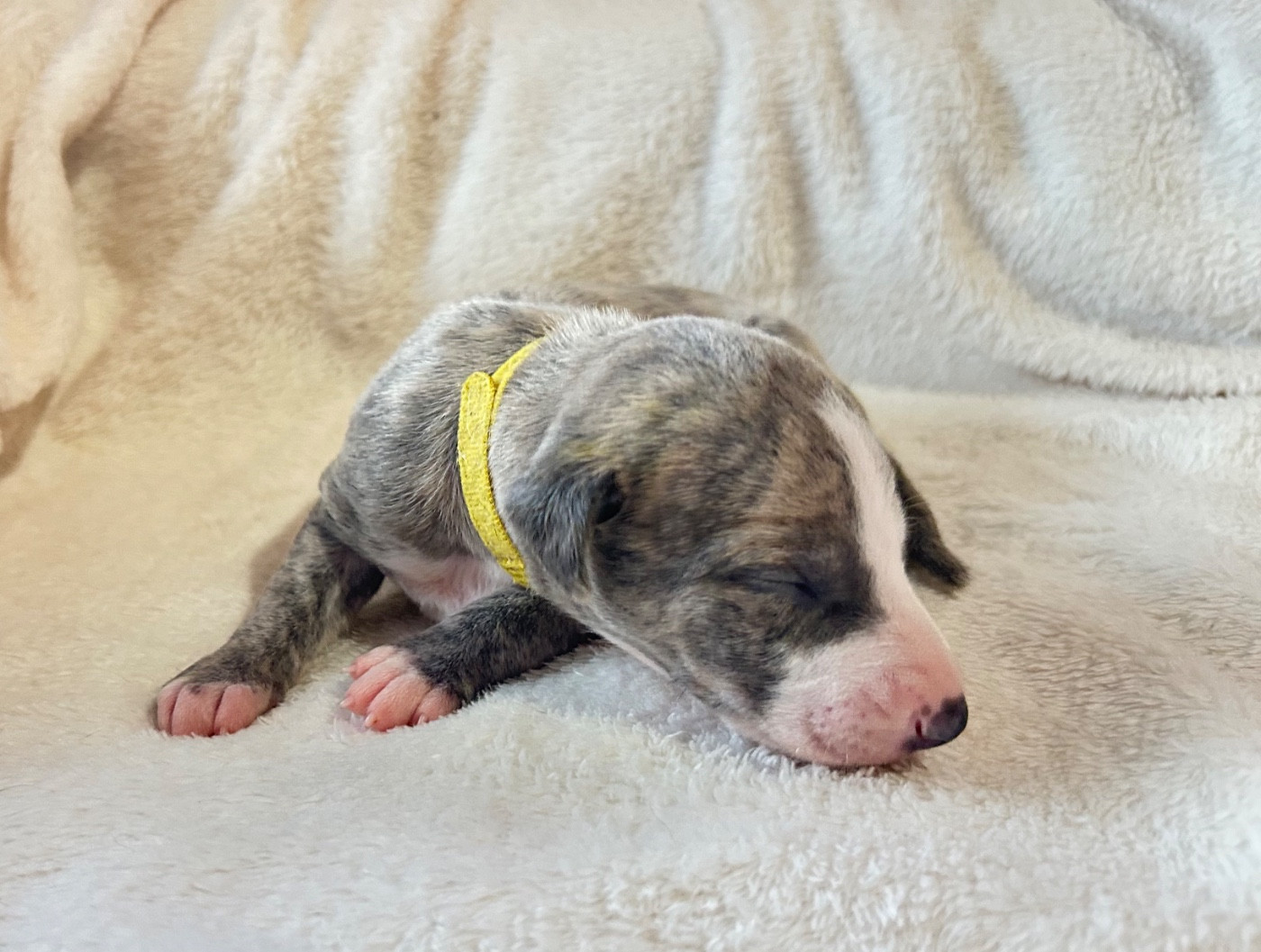 Du Domaine Rose Chardon - Chiots disponibles - Whippet