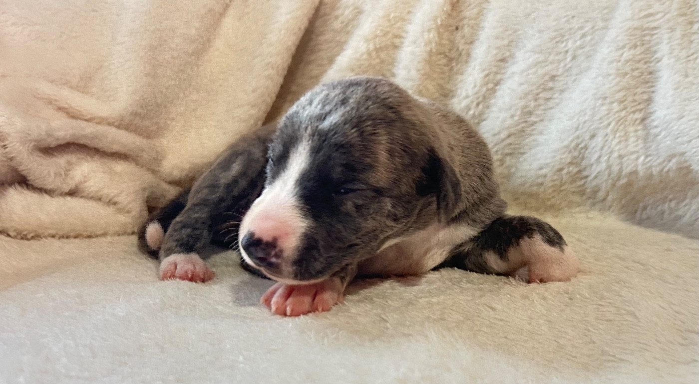 Du Domaine Rose Chardon - Chiots disponibles - Whippet