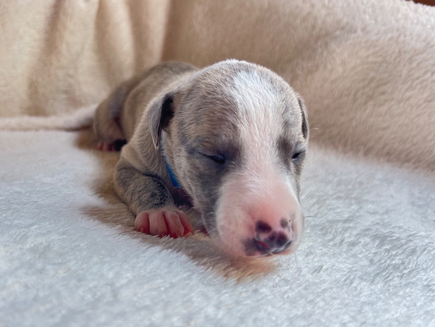 Du Domaine Rose Chardon - Chiots disponibles - Whippet