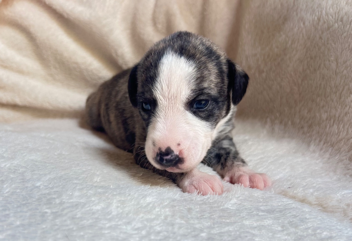 Du Domaine Rose Chardon - Chiots disponibles - Whippet