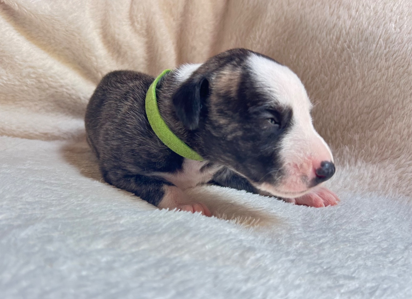 Du Domaine Rose Chardon - Chiots disponibles - Whippet
