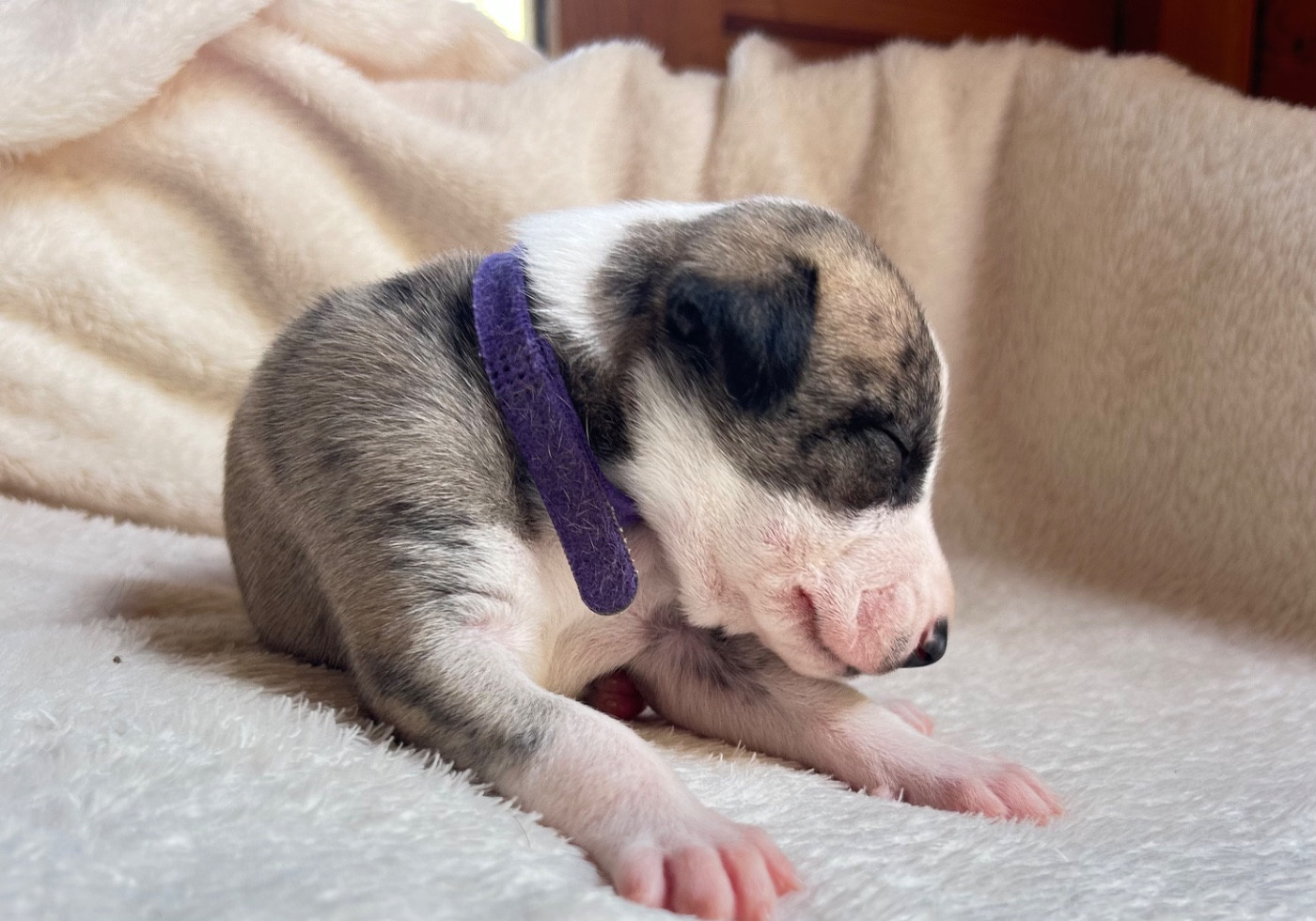Du Domaine Rose Chardon - Chiots disponibles - Whippet