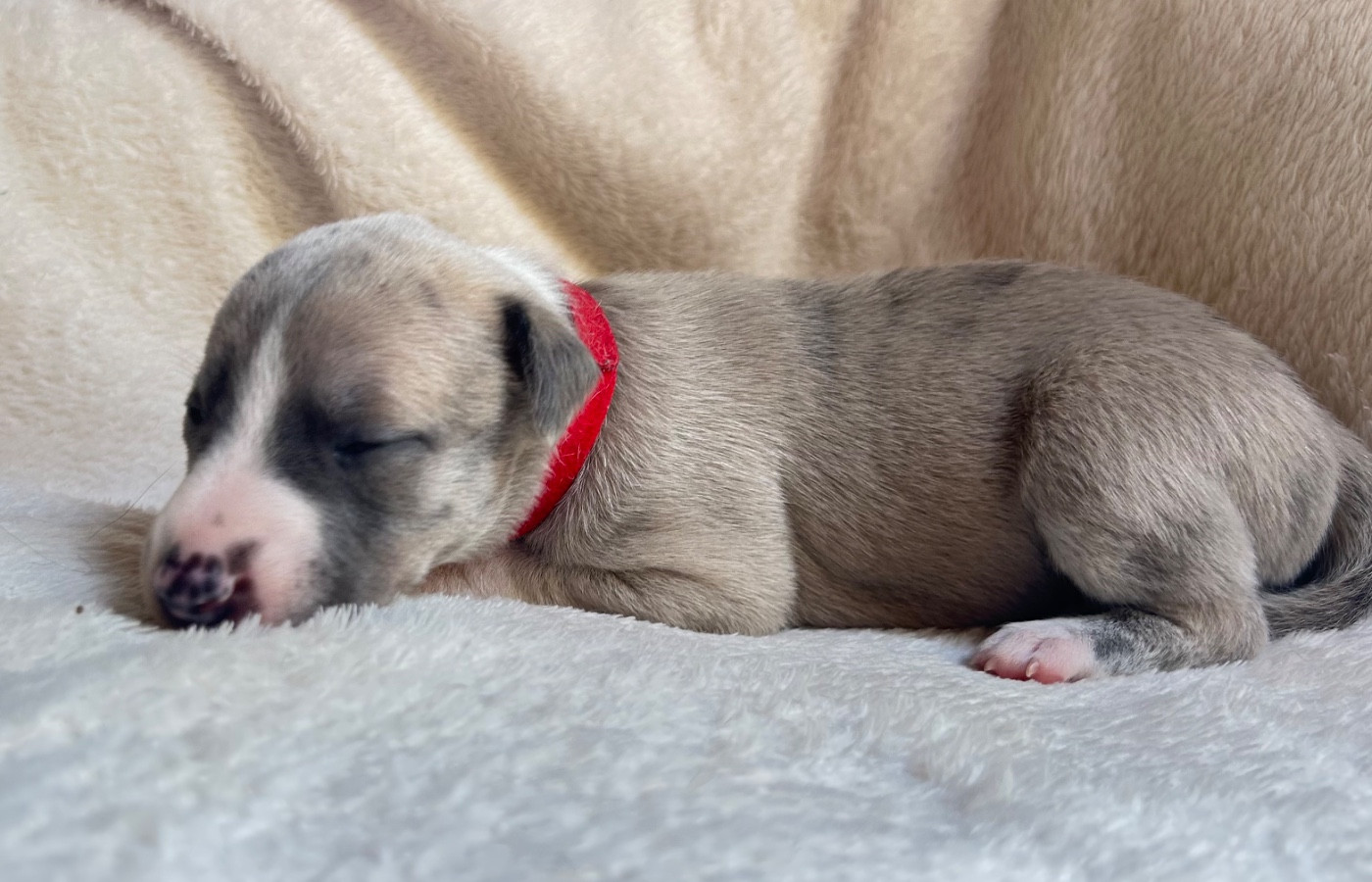 Du Domaine Rose Chardon - Chiots disponibles - Whippet