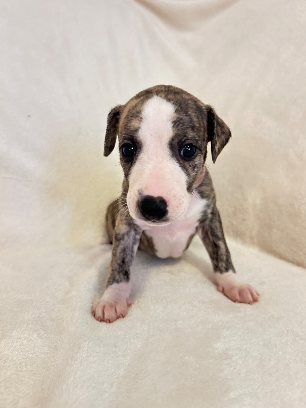 Du Domaine Rose Chardon - Chiots disponibles - Whippet