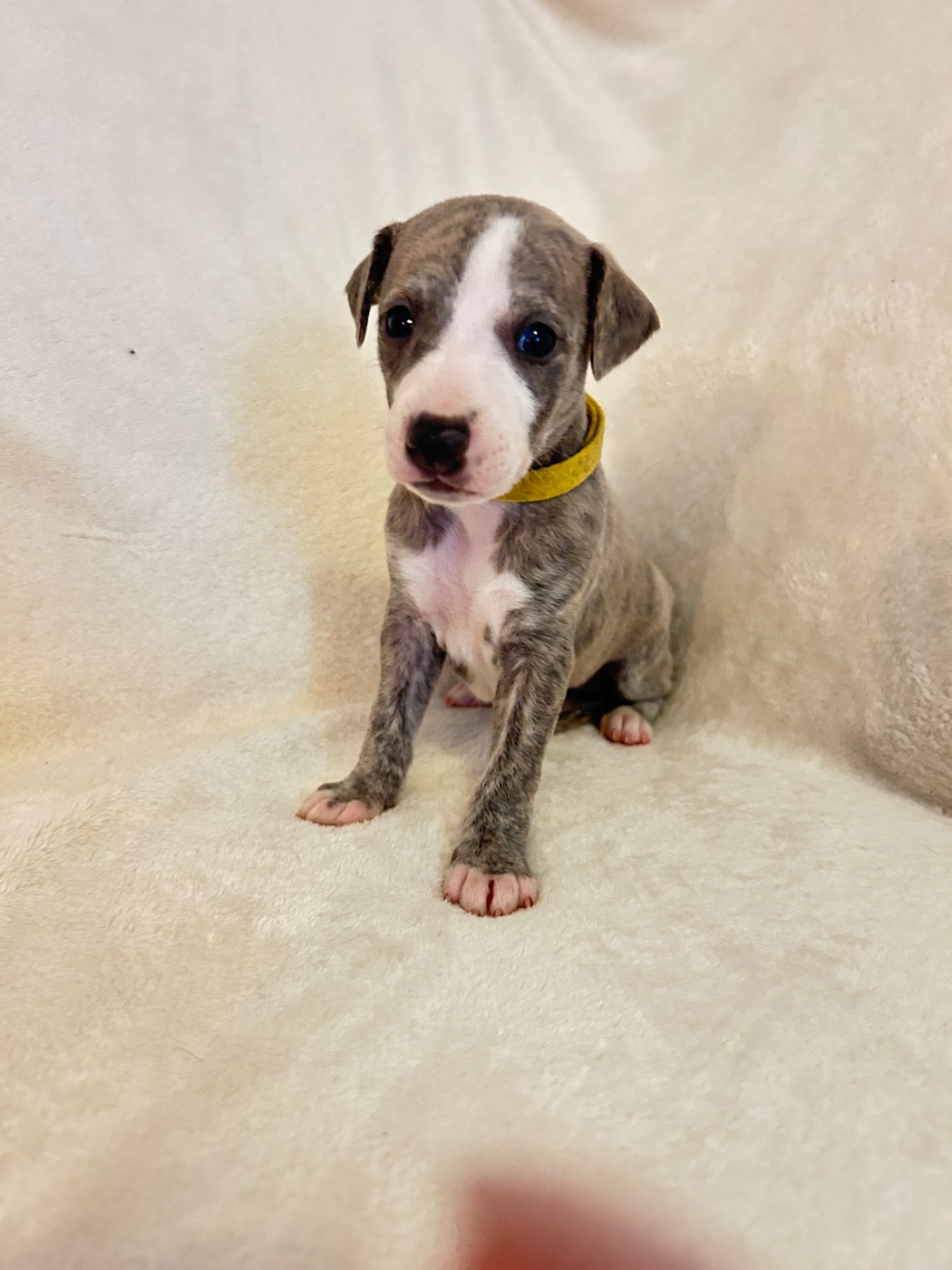 Du Domaine Rose Chardon - Chiots disponibles - Whippet