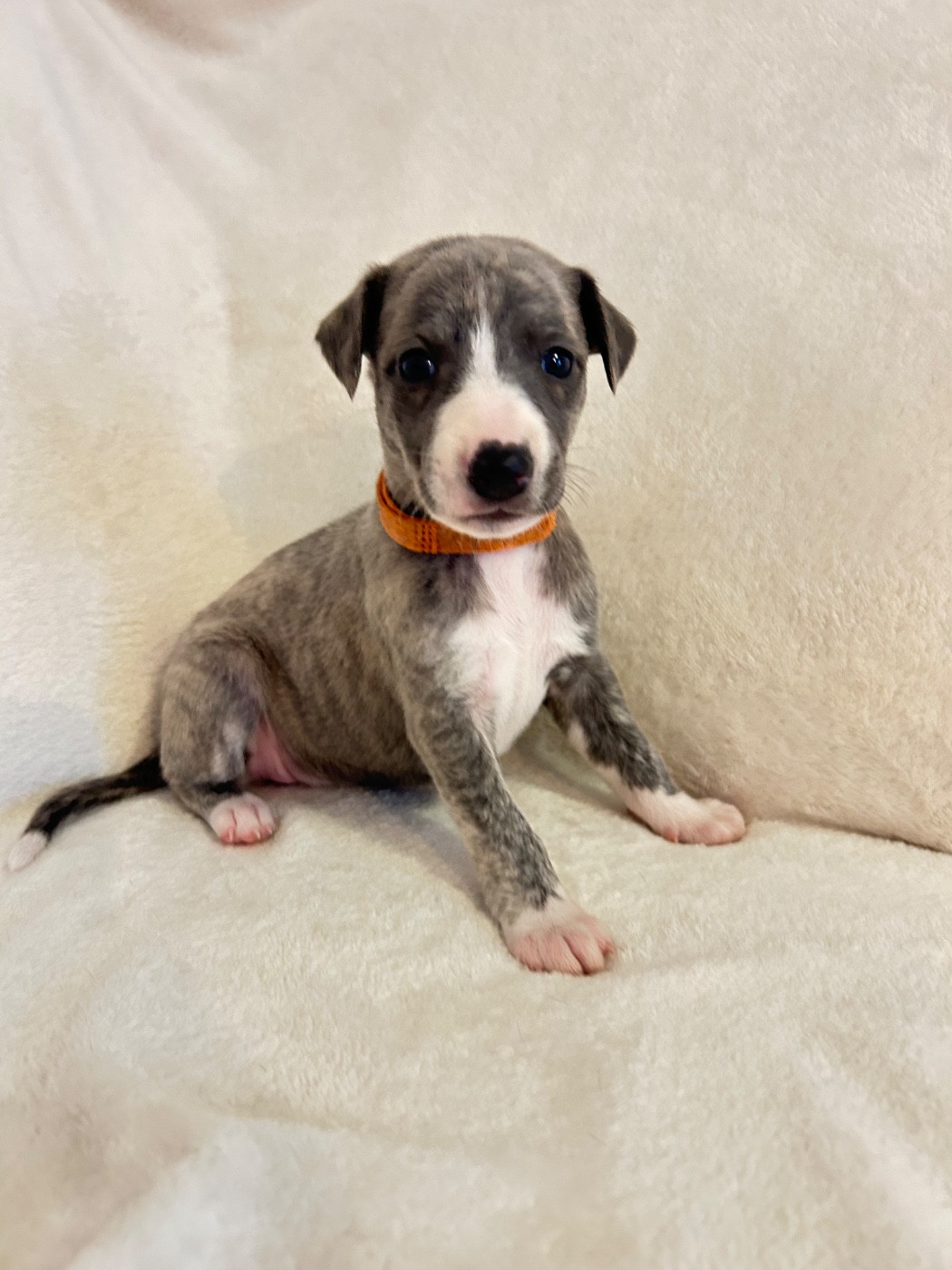 Du Domaine Rose Chardon - Chiots disponibles - Whippet