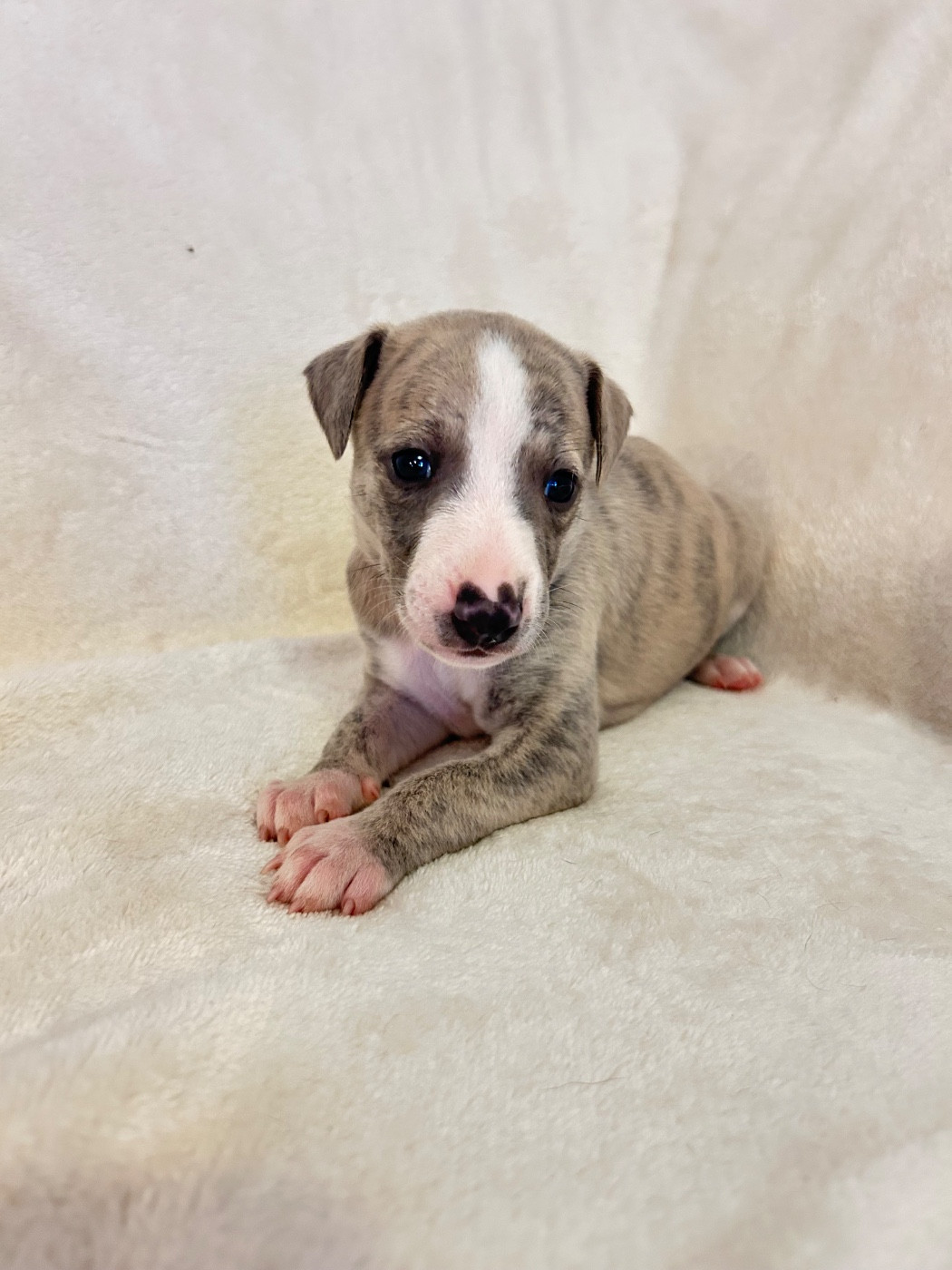 Du Domaine Rose Chardon - Chiots disponibles - Whippet