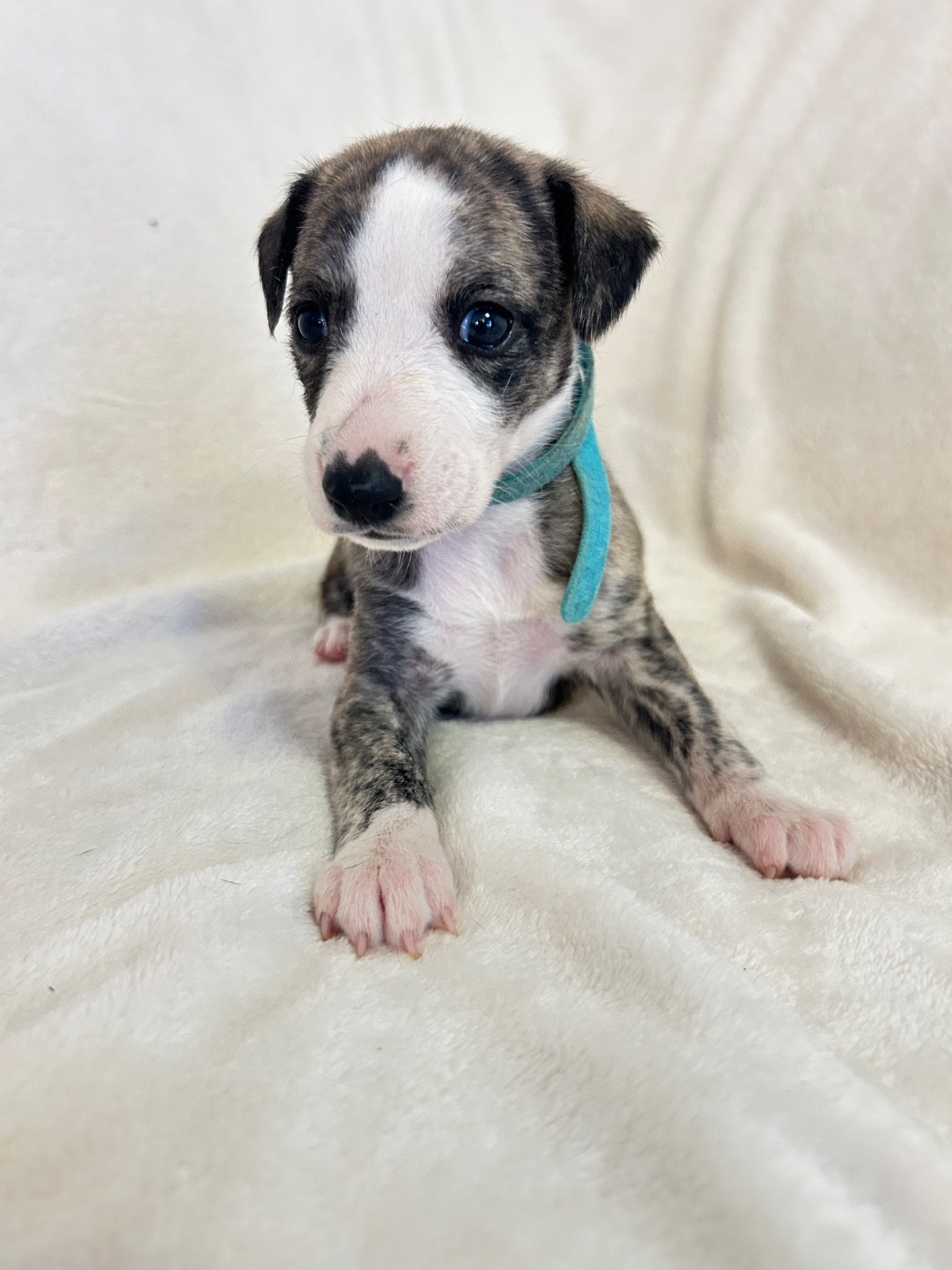 Du Domaine Rose Chardon - Chiots disponibles - Whippet