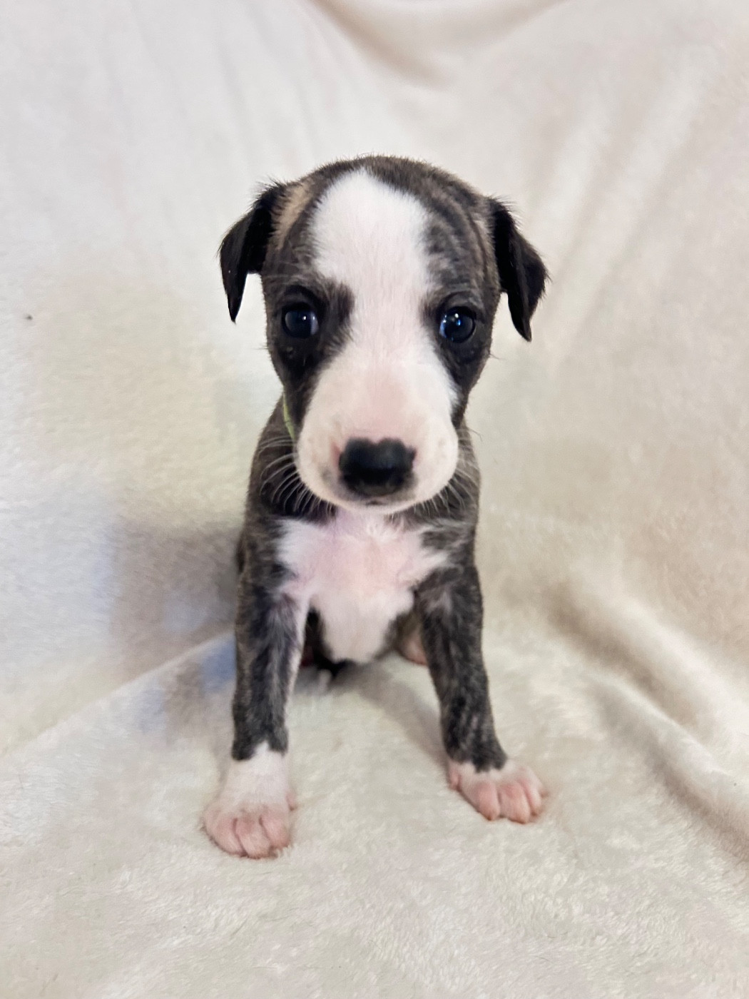 Du Domaine Rose Chardon - Chiots disponibles - Whippet
