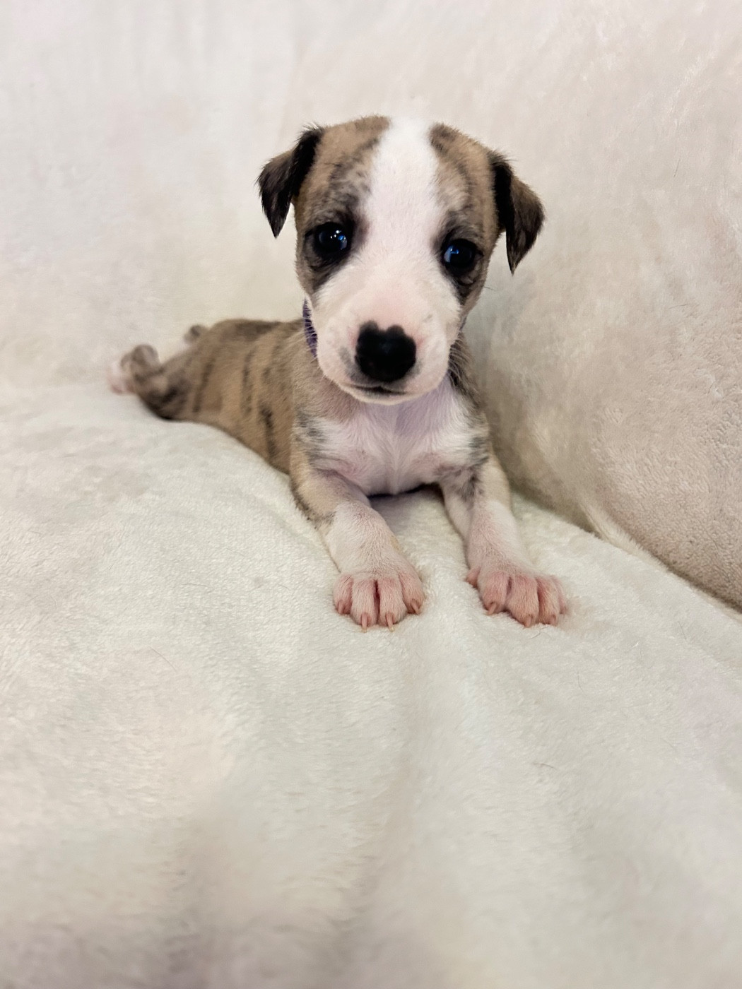 Du Domaine Rose Chardon - Chiots disponibles - Whippet