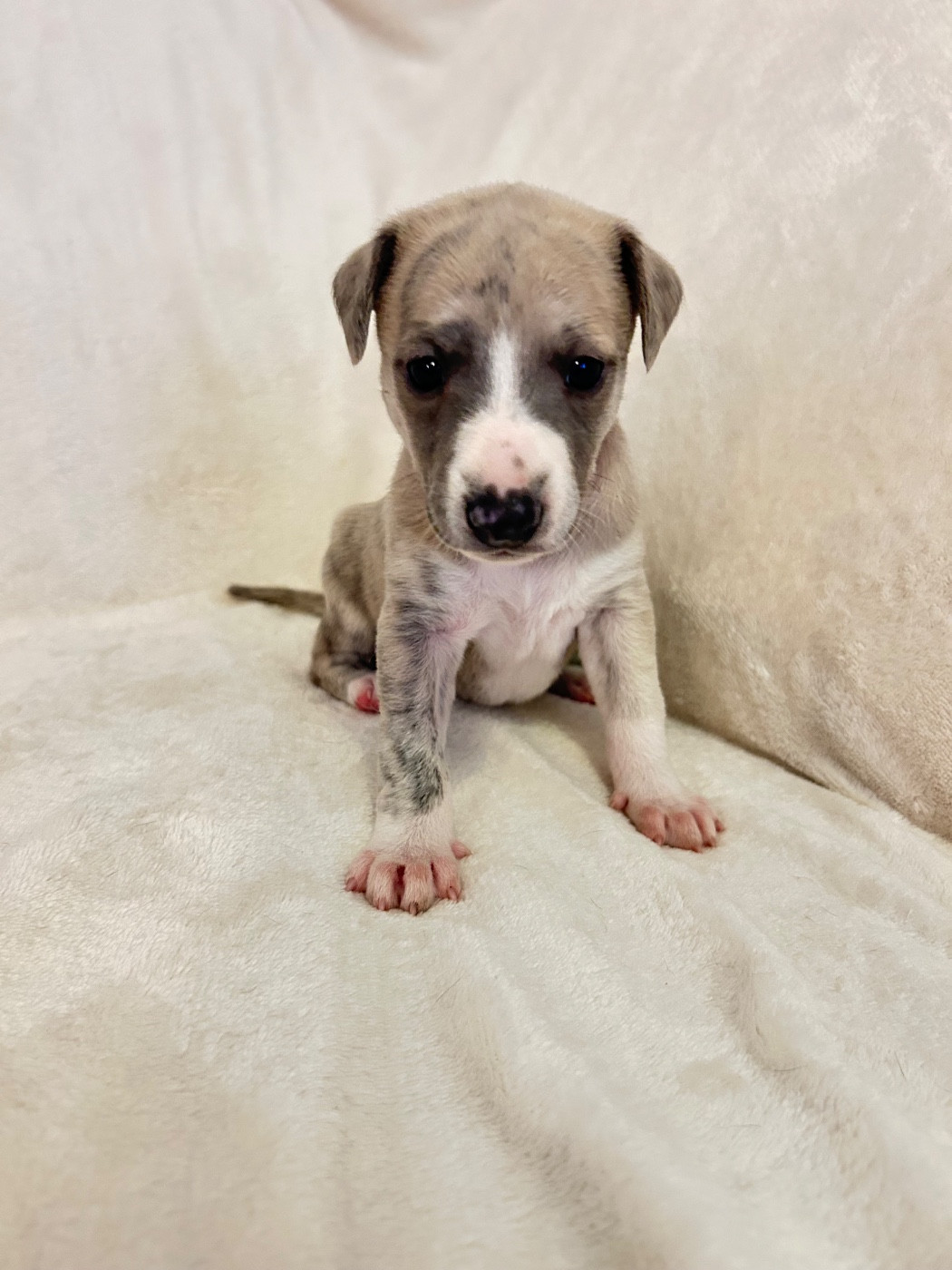 Du Domaine Rose Chardon - Chiots disponibles - Whippet
