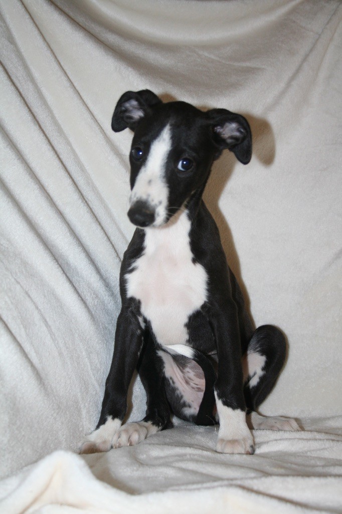 Du Domaine Rose Chardon - Chiots disponibles - Whippet