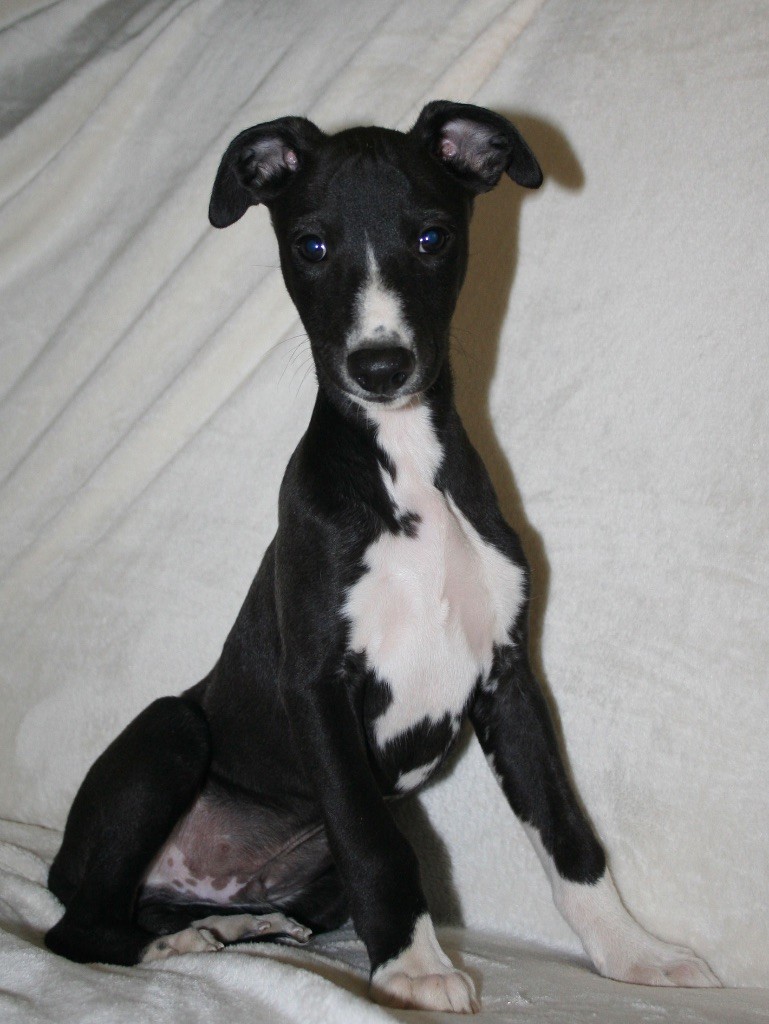 Du Domaine Rose Chardon - Chiots disponibles - Whippet