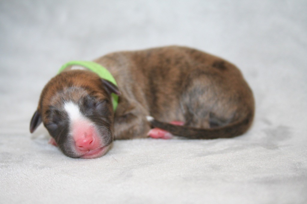 Du Domaine Rose Chardon - Chiots disponibles - Whippet