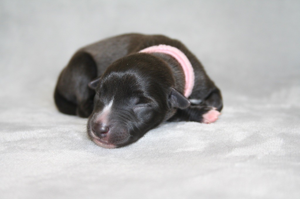 Du Domaine Rose Chardon - Chiots disponibles - Whippet