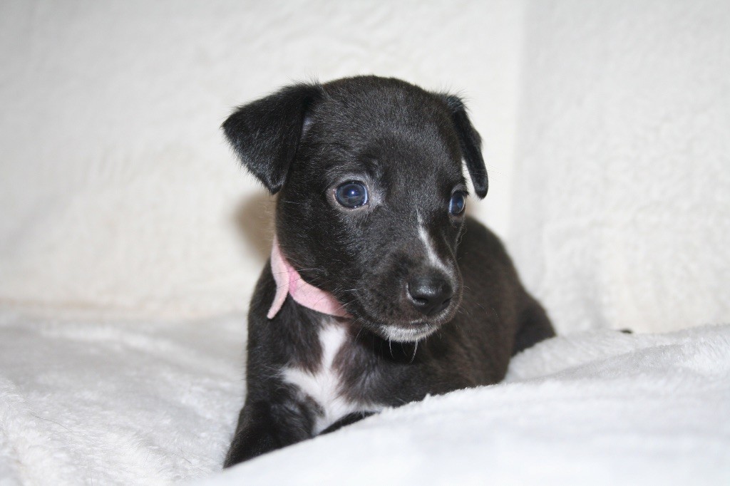 Du Domaine Rose Chardon - Chiots disponibles - Whippet