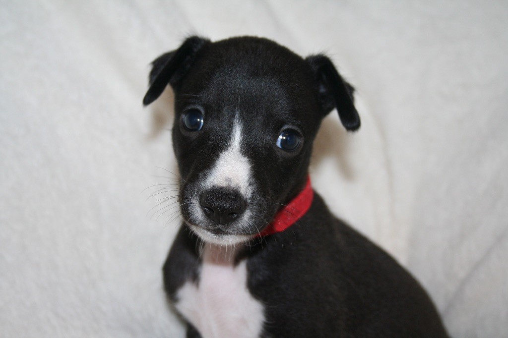 Du Domaine Rose Chardon - Chiots disponibles - Whippet