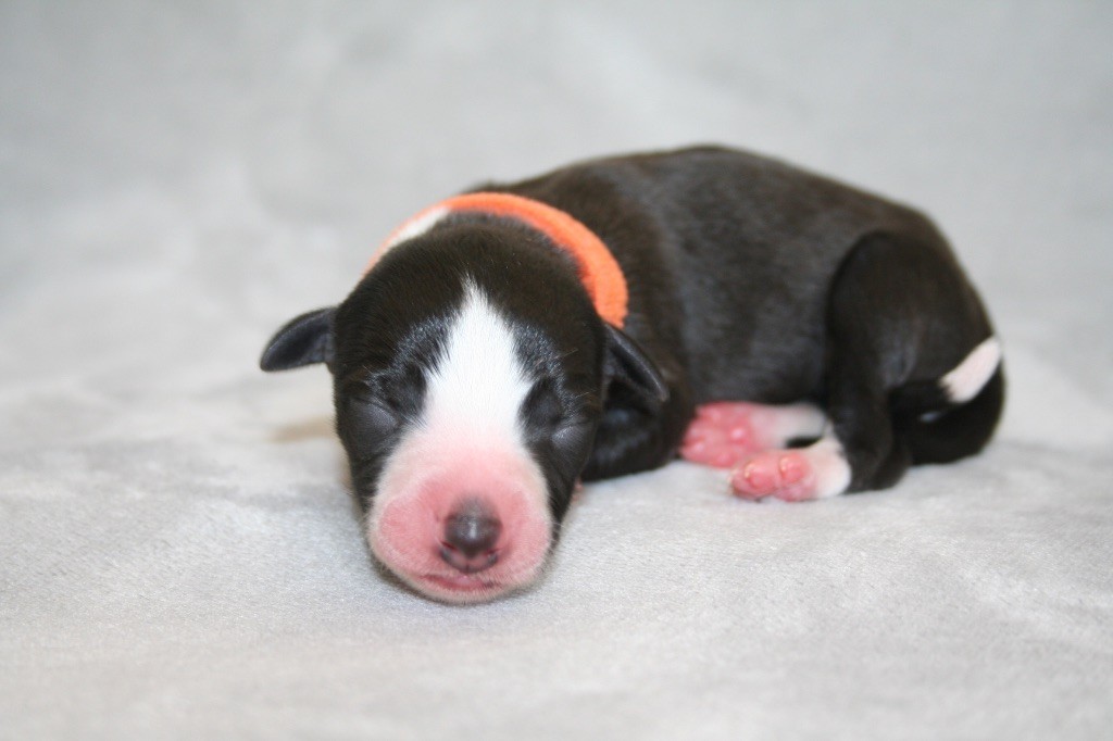 Du Domaine Rose Chardon - Chiots disponibles - Whippet