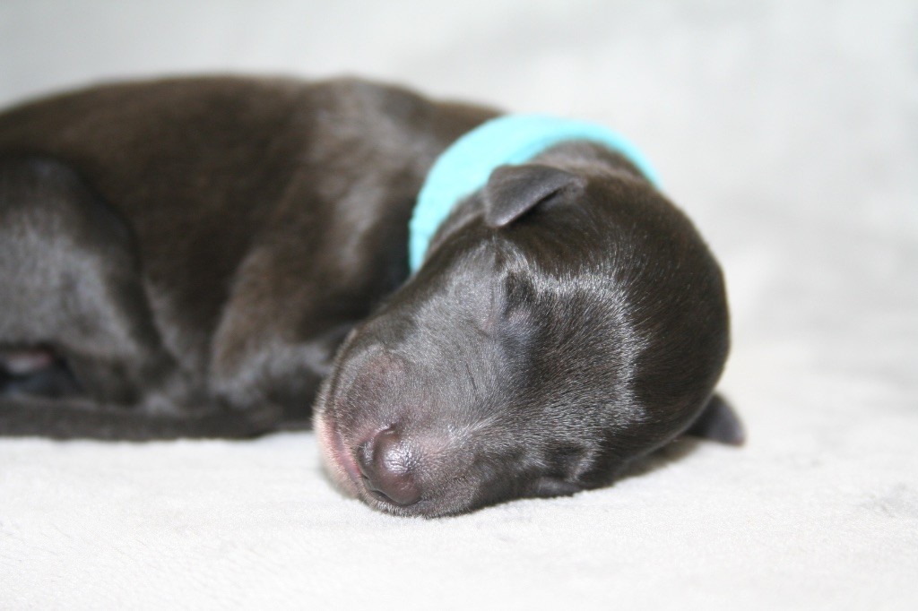 Du Domaine Rose Chardon - Chiots disponibles - Whippet
