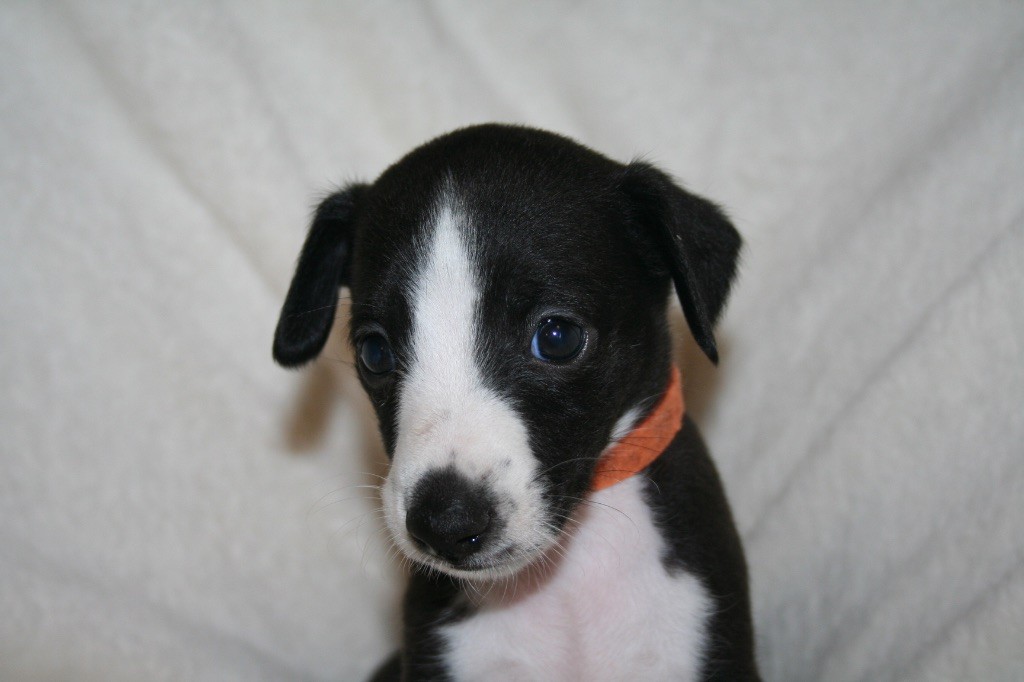 Du Domaine Rose Chardon - Chiots disponibles - Whippet