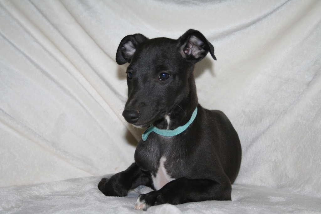 Du Domaine Rose Chardon - Chiots disponibles - Whippet