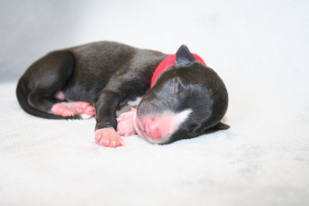 Du Domaine Rose Chardon - Chiots disponibles - Whippet