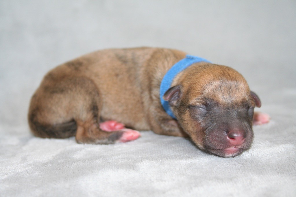 Du Domaine Rose Chardon - Chiots disponibles - Whippet