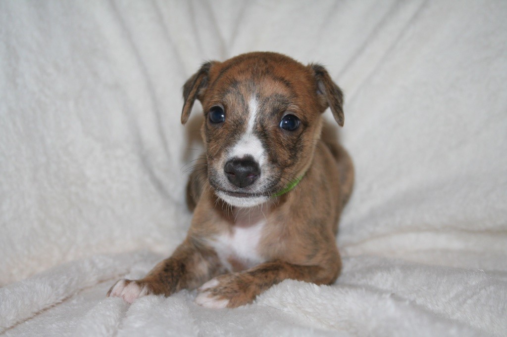 Du Domaine Rose Chardon - Chiots disponibles - Whippet