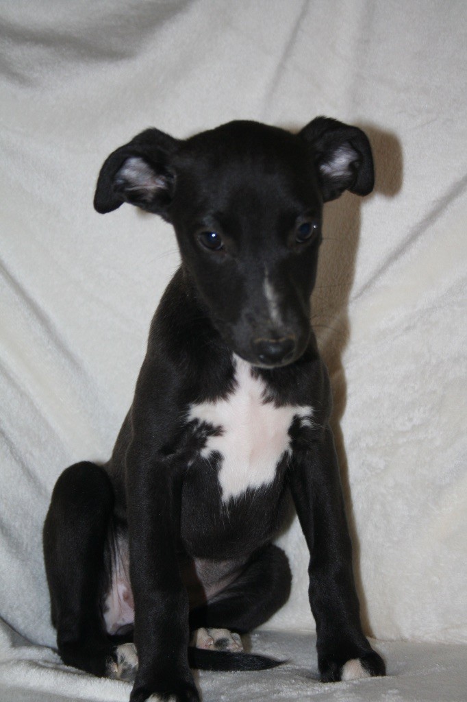Du Domaine Rose Chardon - Chiots disponibles - Whippet