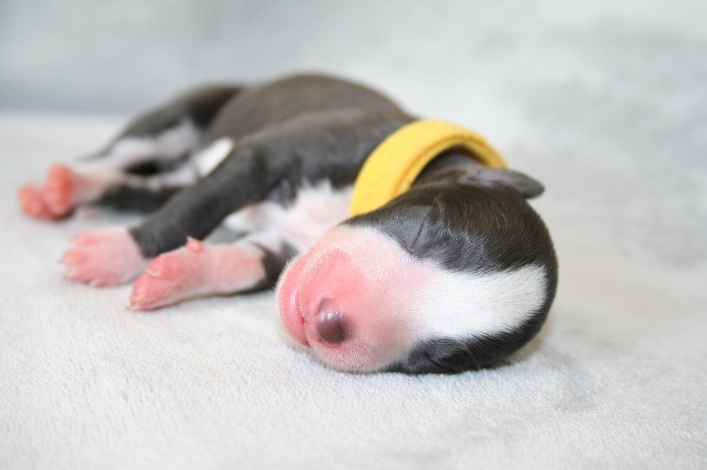 Du Domaine Rose Chardon - Chiots disponibles - Whippet