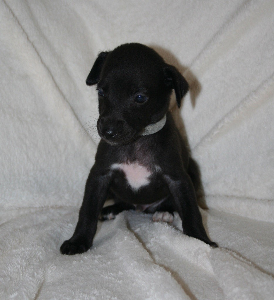 Du Domaine Rose Chardon - Chiots disponibles - Whippet