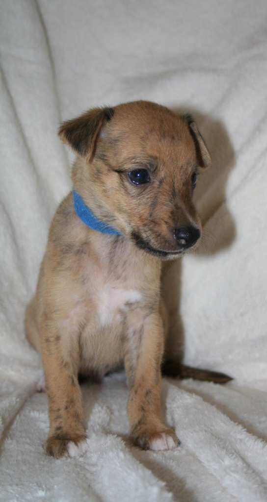 Du Domaine Rose Chardon - Chiots disponibles - Whippet