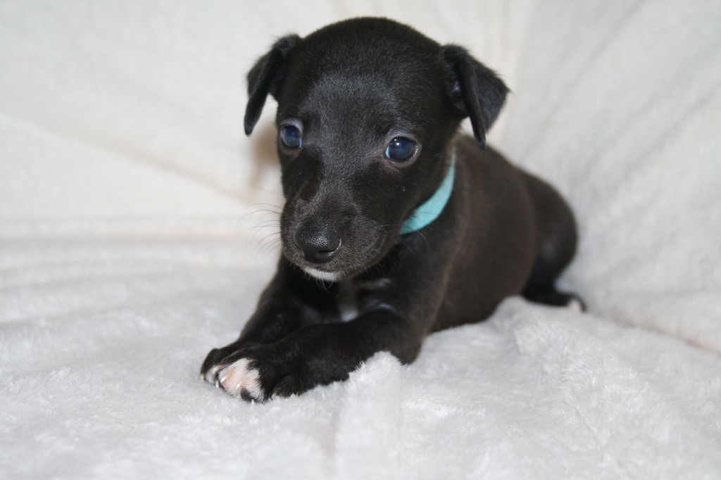Du Domaine Rose Chardon - Chiots disponibles - Whippet