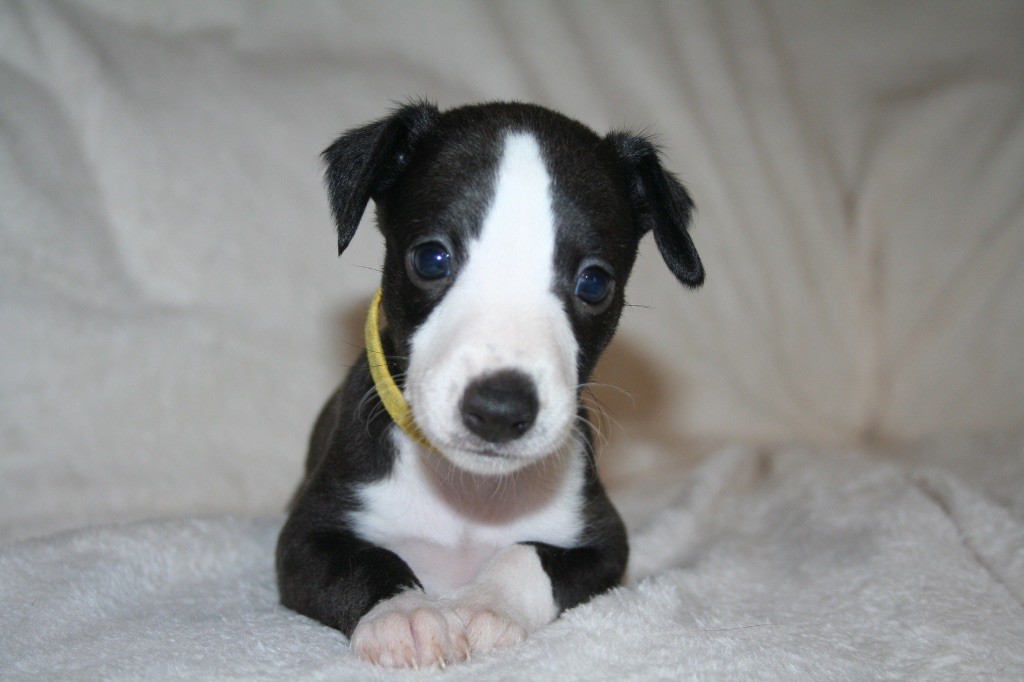 Du Domaine Rose Chardon - Chiots disponibles - Whippet