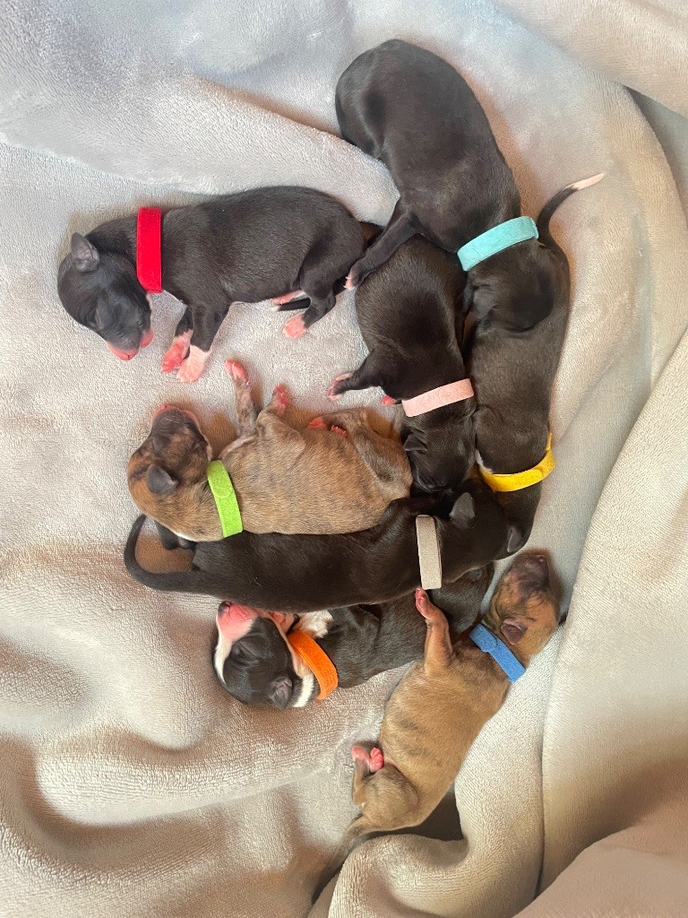 Chiot Whippet Du Domaine Rose Chardon